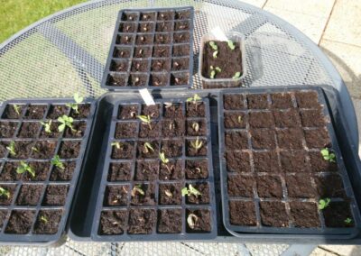 Johns Seedlings